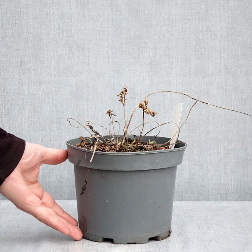 Geranium clarkei Kashmir Purple Vaso da 2L/3L esemplare consegnato in inverno