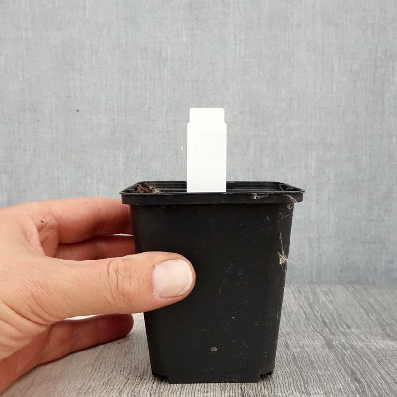 Geranium Censation Daily Purple Vasetto da 8/9 cm esemplare consegnato in primavera