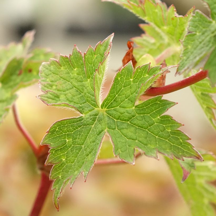 Geranium Censation Daily Purple (Fogliame)