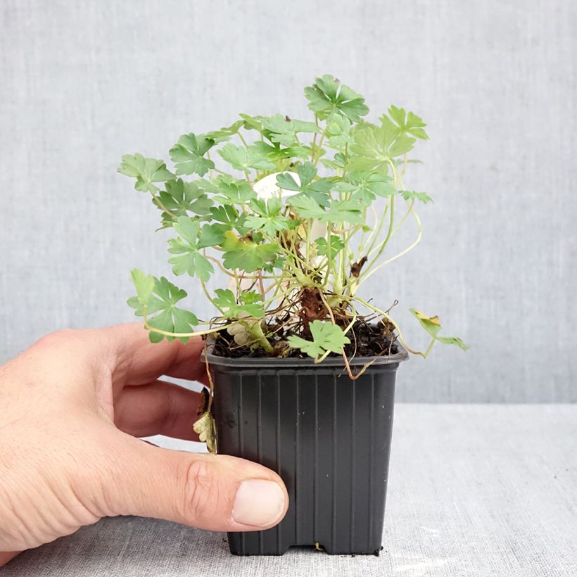 Esemplare di Geranium dalmaticum Vasetto da 8/9 cm come consegnato in autunno
