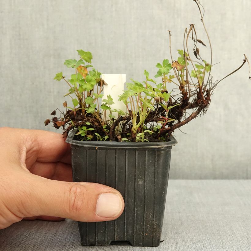 Esemplare di Geranium dalmaticum Vasetto da 8/9 cm consegnato in estate