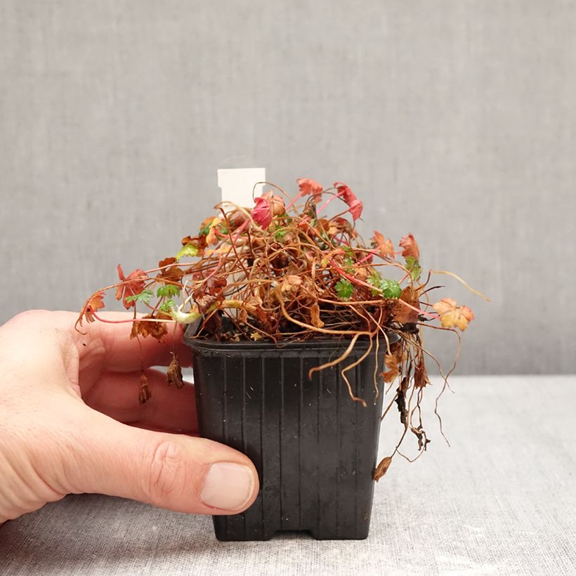 Geranium dalmaticum Vasetto da 8/9 cm esemplare consegnato in inverno