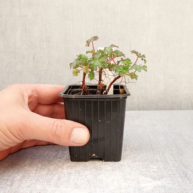 Geranium dalmaticum Vasetto da 8/9 cm esemplare consegnato in primavera