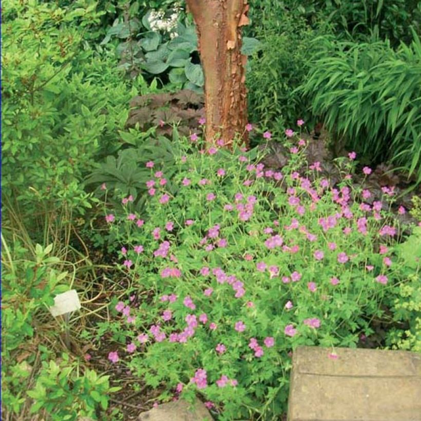 Geranium Dilys (Porto)