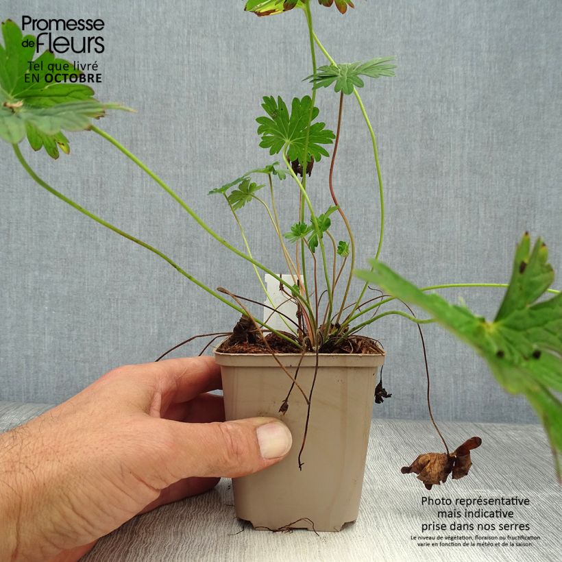 Esemplare di Geranium Dilys Vasetto da 8/9 cm come consegnato in autunno