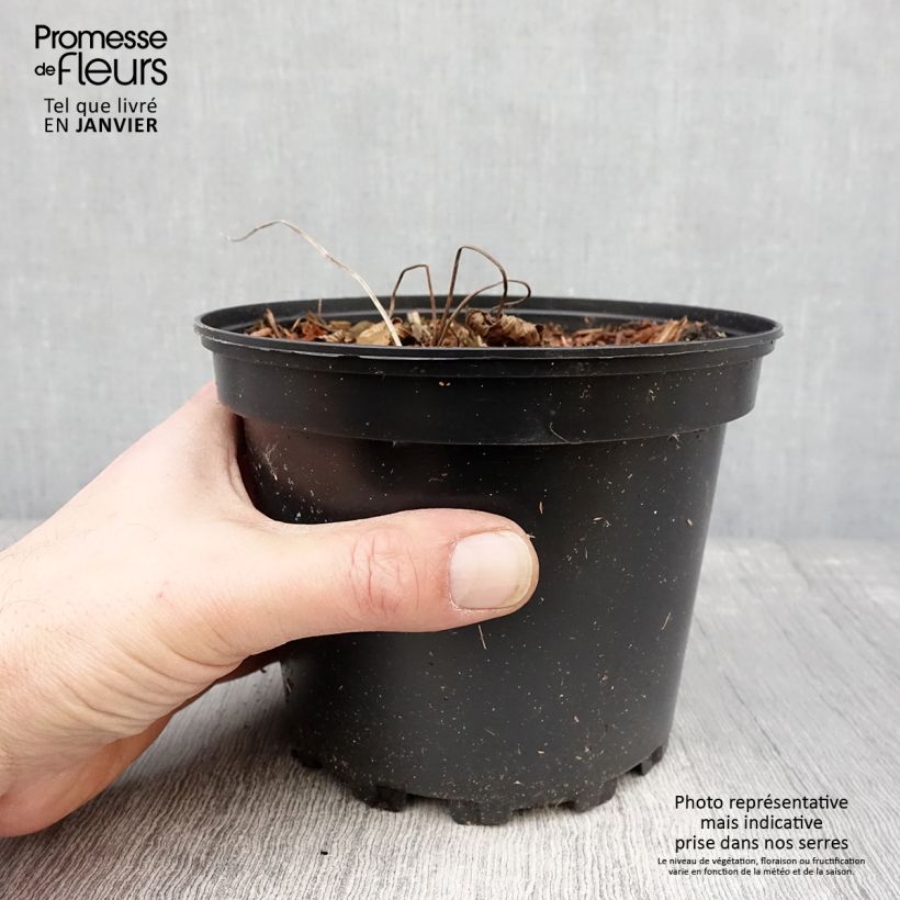 Geranium Dragon Heart Vaso da 2L/3L esemplare consegnato in inverno