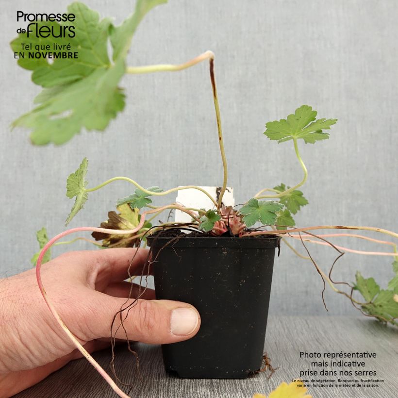 Esemplare di Geranium Dreamland Vasetto da 8/9 cm come consegnato in autunno