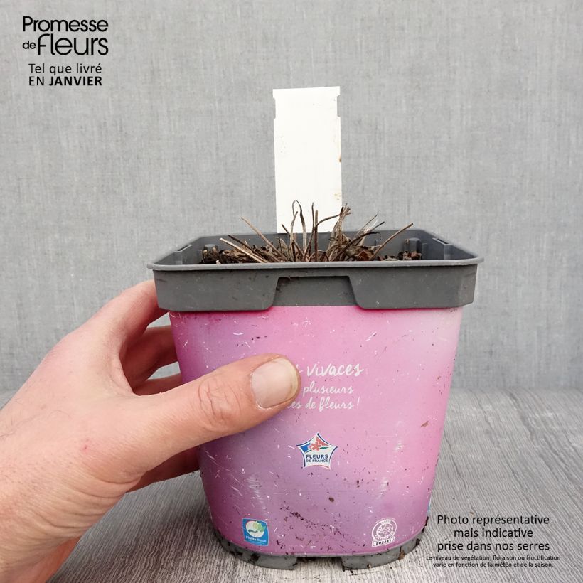 Geranium Dreamland Vaso da 2L/3L esemplare consegnato in inverno