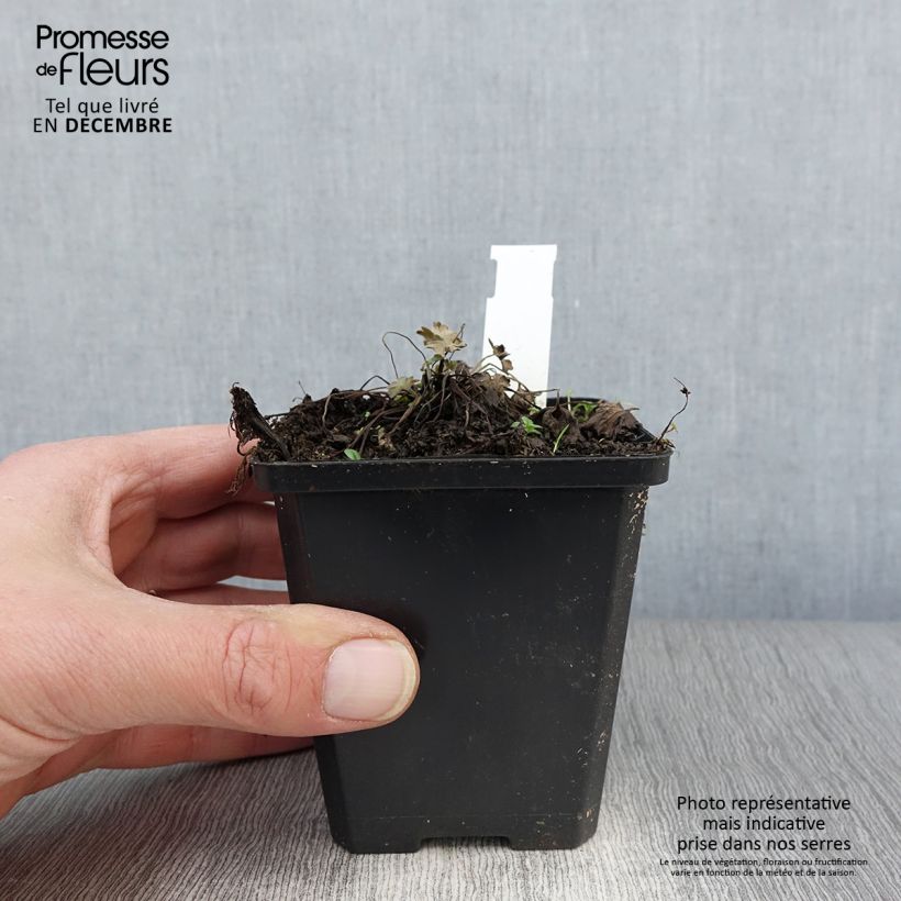 Esemplare di Geranium oxonianum Dusky Crug Vasetto da 8/9 cm come consegnato in autunno