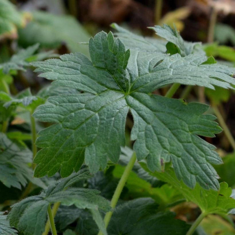 Geranium endressii Wargrave Pink (Fogliame)