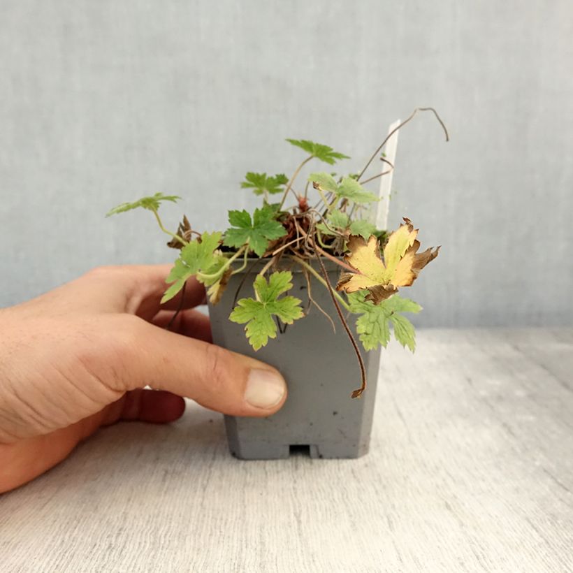 Esemplare di Geranium endressii Wargrave Pink Vasetto da 8/9 cm come consegnato in autunno