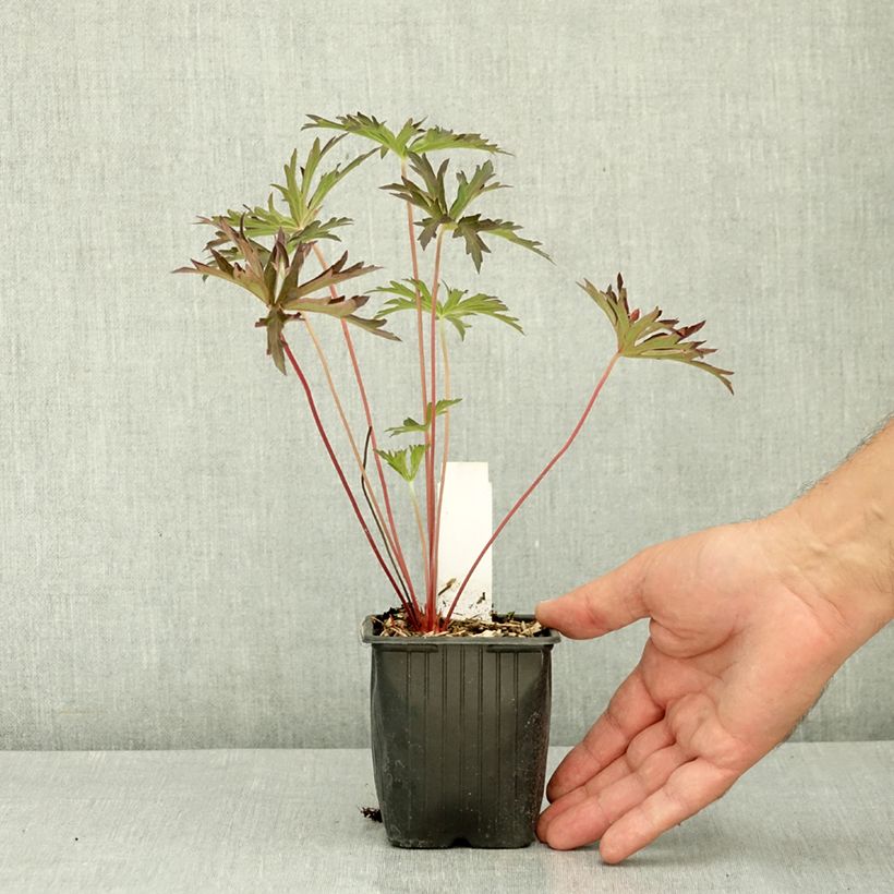 Esemplare di Geranium Femme Fatale Vasetto da 8/9 cm consegnato in estate