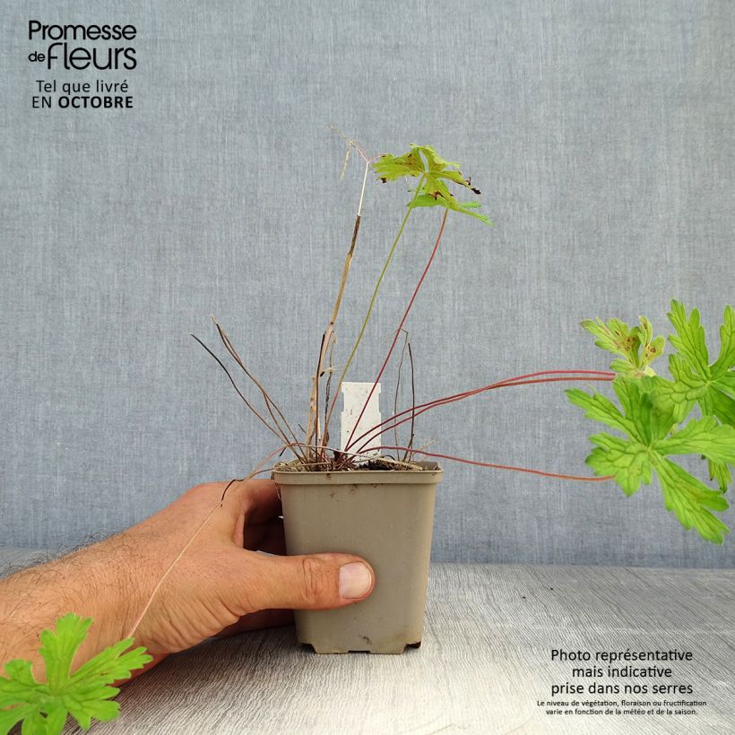 Esemplare di Geranium himalayense Derrick Cook Vasetto da 8/9 cm come consegnato in autunno