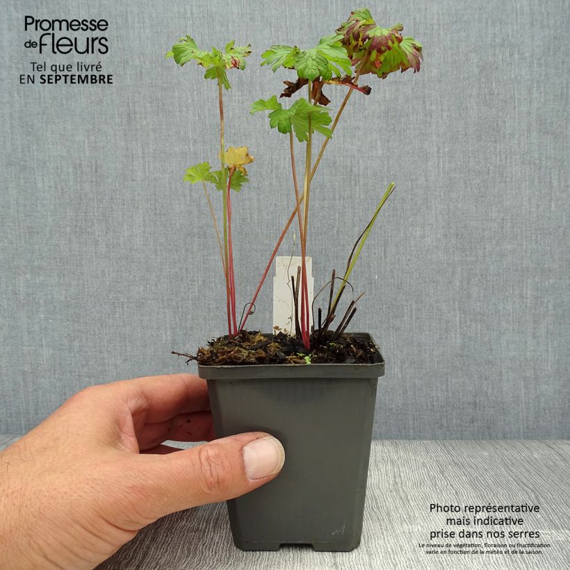 Esemplare di Geranium himalayense Vasetto da 8/9 cm come consegnato in autunno