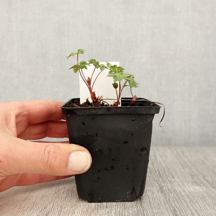 Geranium himalayense Gravetye Vasetto da 8/9 cm esemplare consegnato in primavera