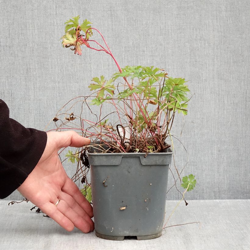 Esemplare di Geranium himalayense Gravetye Vaso da 2L/3L come consegnato in autunno