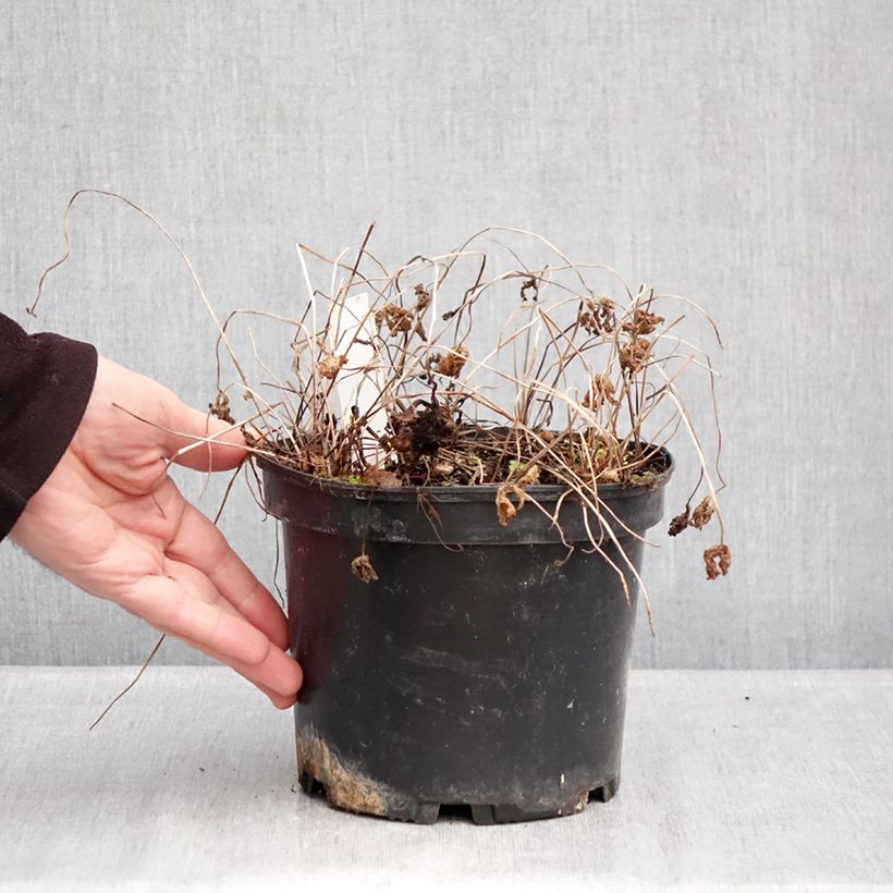 Geranium himalayense Gravetye Vaso da 2L/3L esemplare consegnato in inverno