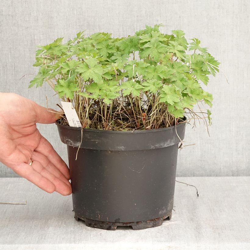 Geranium himalayense Gravetye Vaso da 2L/3L esemplare consegnato in primavera