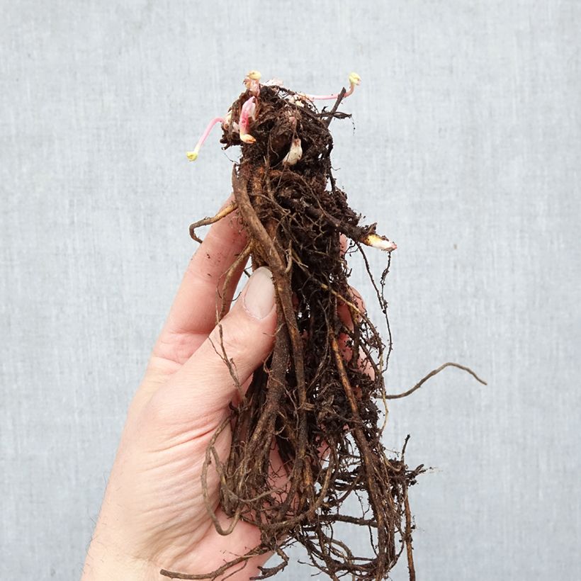 Geranium himalayense Gravetye Piante piccole a radice nuda esemplare consegnato in inverno
