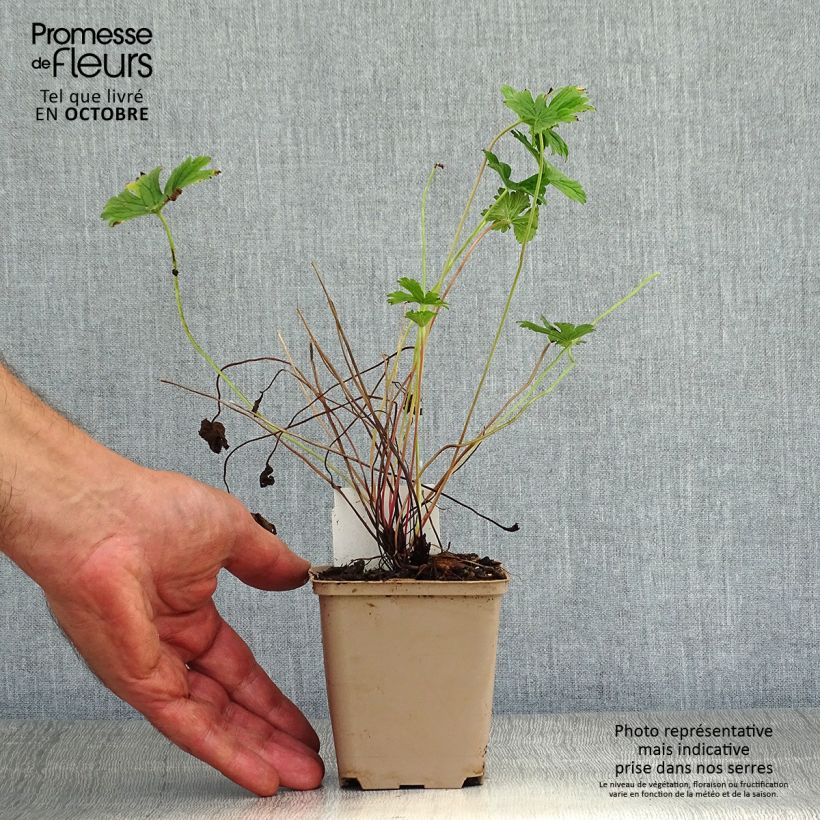 Esemplare di Geranium himalayense Plenum Vasetto da 8/9 cm come consegnato in autunno