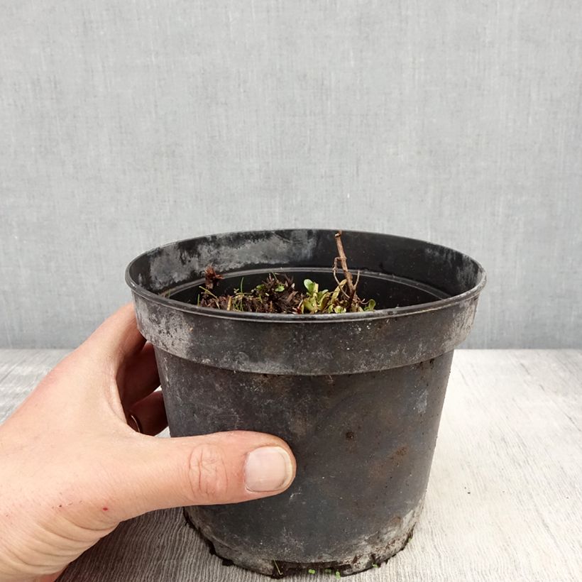 Geranium himalayense Plenum Vaso da 2L/3L esemplare consegnato in primavera