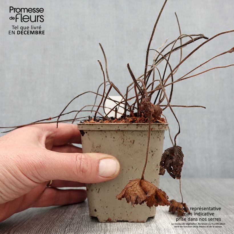 Esemplare di Geranium ibericum Vasetto da 8/9 cm come consegnato in autunno