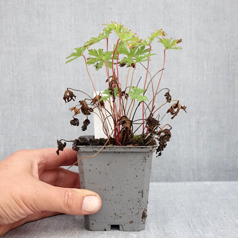 Esemplare di Geranium Johnson's Blue Vasetto da 8/9 cm come consegnato in autunno