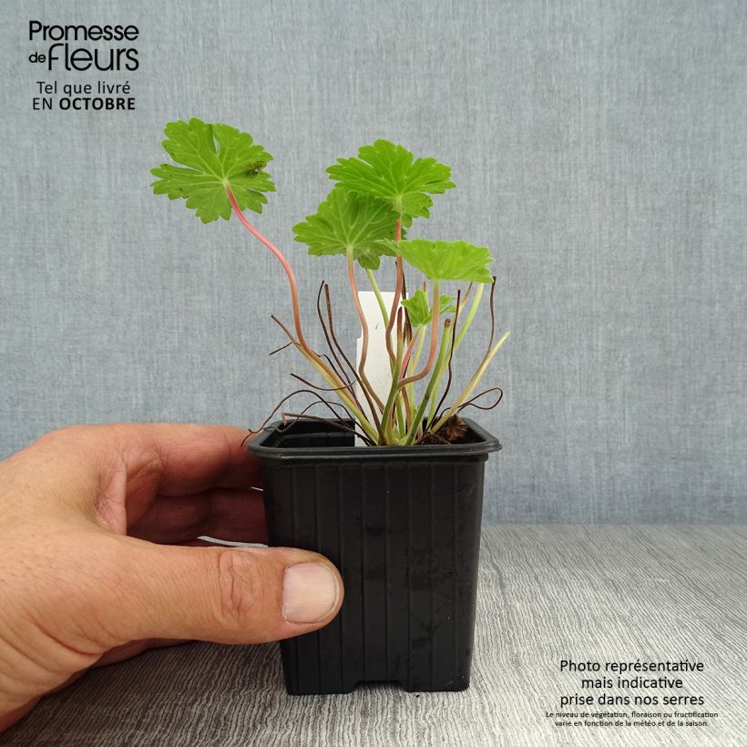 Esemplare di Geranium Joy Vasetto da 8/9 cm come consegnato in autunno