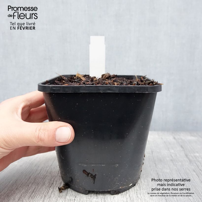 Geranium Kelly-Anne Vaso da 1L/1,5L esemplare consegnato in inverno