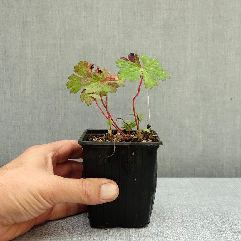 Esemplare di Geranium Kelly-Anne Vasetto da 8/9 cm come consegnato in autunno