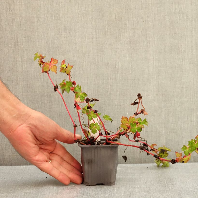 Esemplare di Geranium Kelly-Anne Vasetto da 8/9 cm consegnato in estate