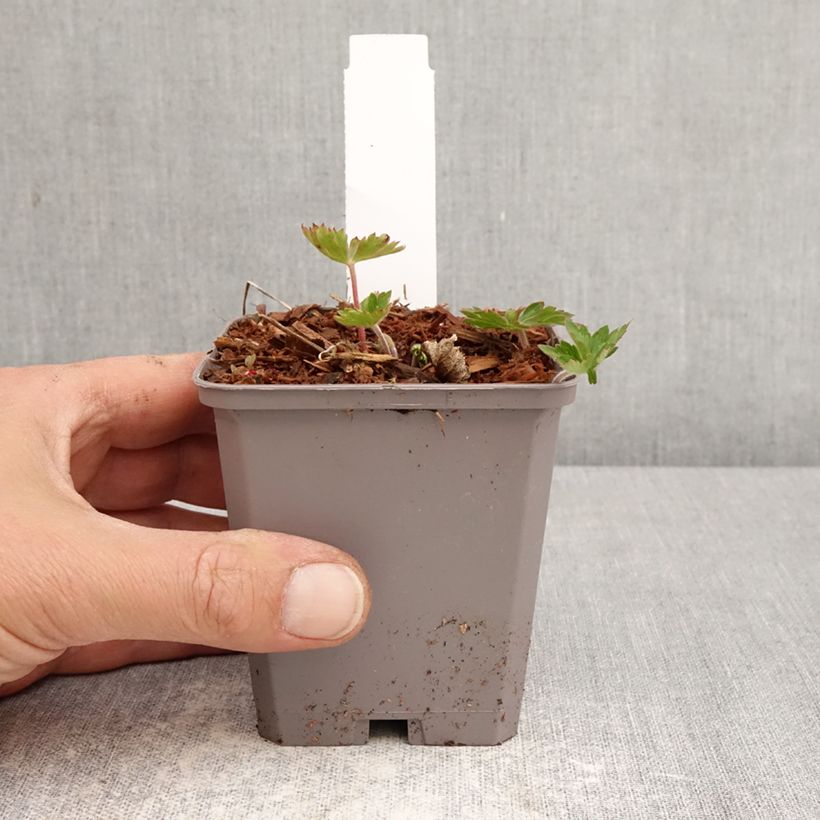 Geranium Kelly-Anne Vasetto da 8/9 cm esemplare consegnato in primavera