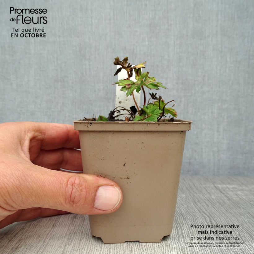 Esemplare di Geranium wallichianum Lilac Ice Vasetto da 8/9 cm come consegnato in autunno