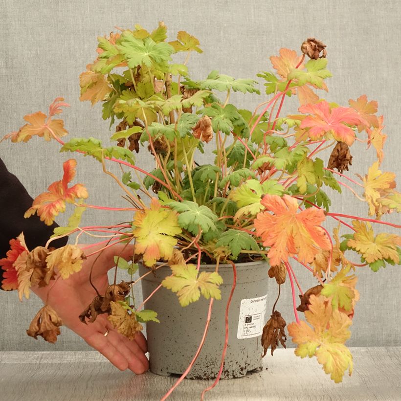 Esemplare di Geranium macrorrhizum Czakor Vaso da 3L/4L come consegnato in autunno