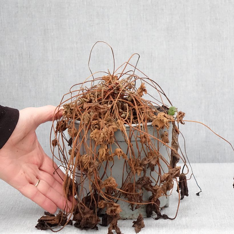 Geranium macrorrhizum Czakor Vaso da 3L/4L esemplare consegnato in inverno