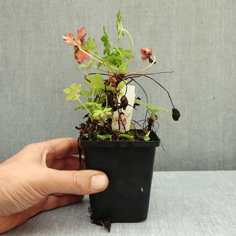 Esemplare di Geranium macrorrhizum Ingwersen's Variety Vasetto da 8/9 cm come consegnato in autunno