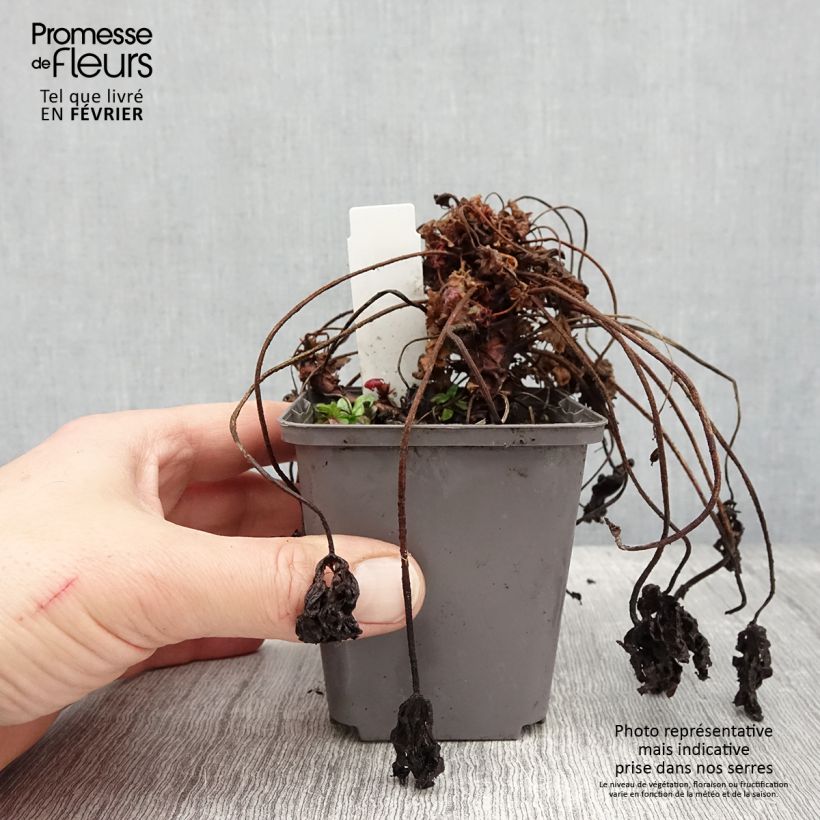 Geranium macrorrhizum Ingwersen's Variety Vasetto da 8/9 cm esemplare consegnato in inverno