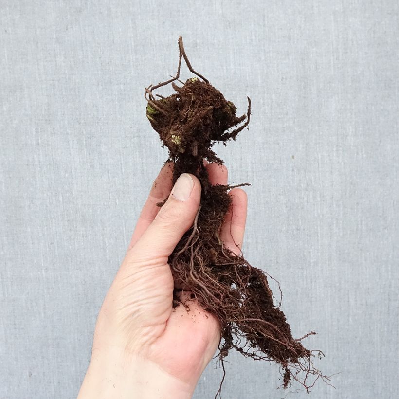 Geranium macrorrhizum Ingwersen's Variety Piante piccole a radice nuda esemplare consegnato in inverno