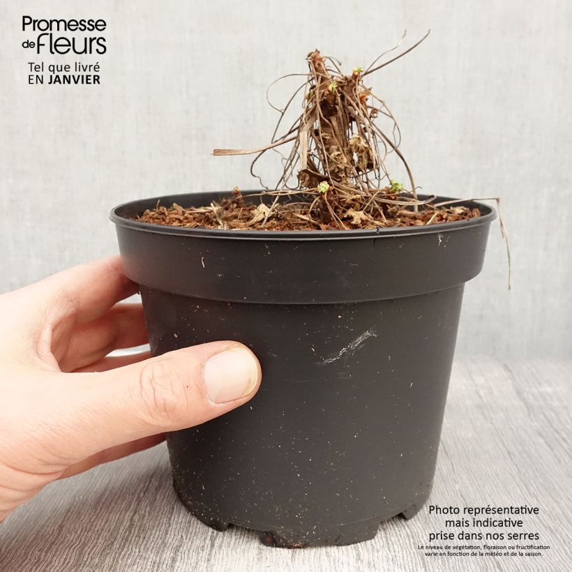 Geranium macrorrhizum White Ness Vaso da 2L/3L esemplare consegnato in inverno