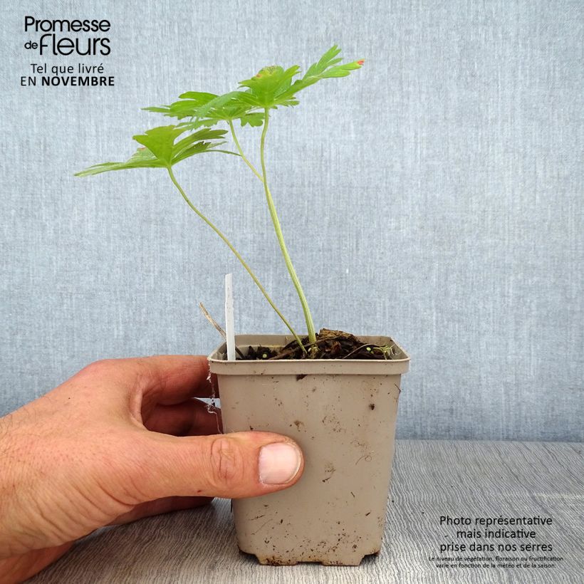 Esemplare di Geranium maculatum Chatto Vasetto da 8/9 cm come consegnato in autunno
