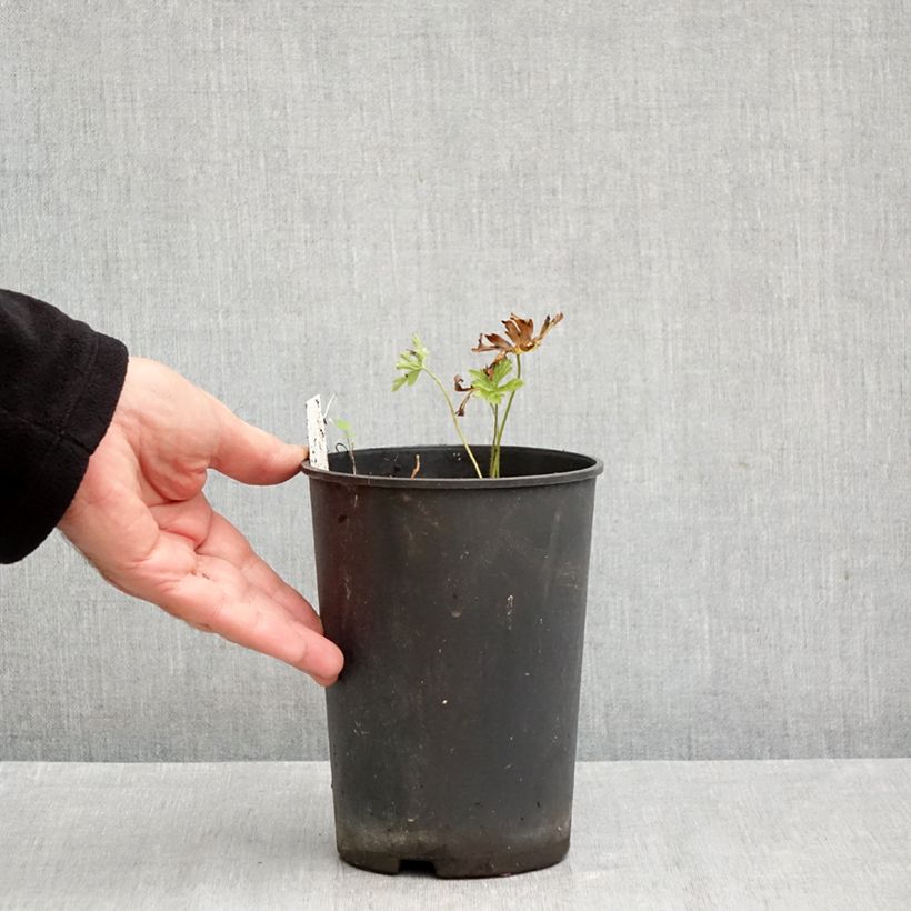 Esemplare di Geranium maculatum Chatto Vaso da 2L/3L come consegnato in autunno