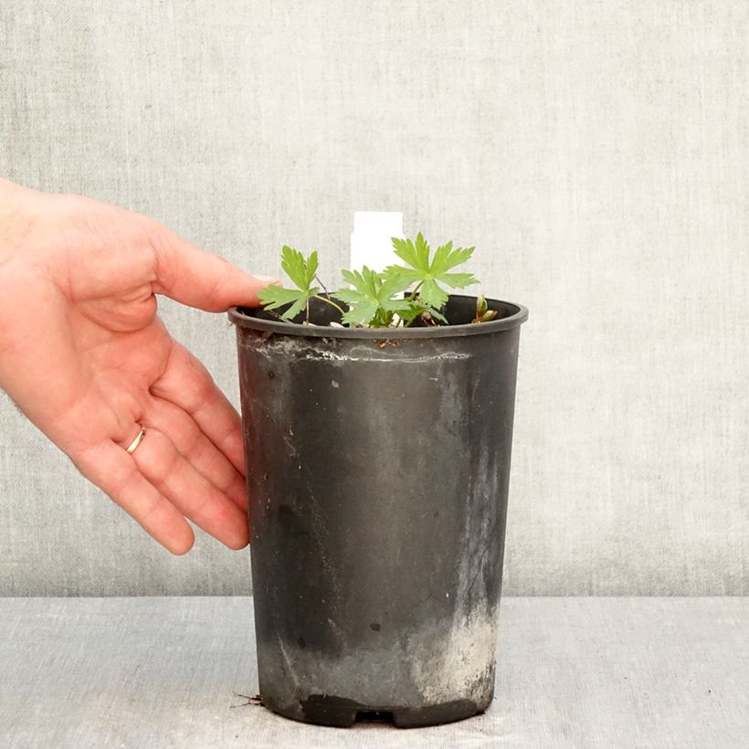 Geranium maculatum Chatto Vaso da 2L/3L esemplare consegnato in primavera