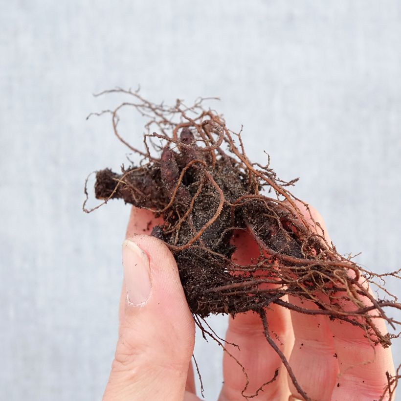 Geranium maculatum Chatto Piante piccole a radice nuda esemplare consegnato in inverno
