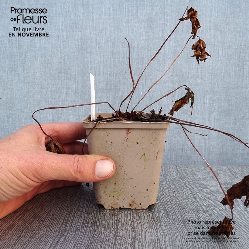 Esemplare di Geranium maculatum Espresso Vasetto da 8/9 cm come consegnato in autunno