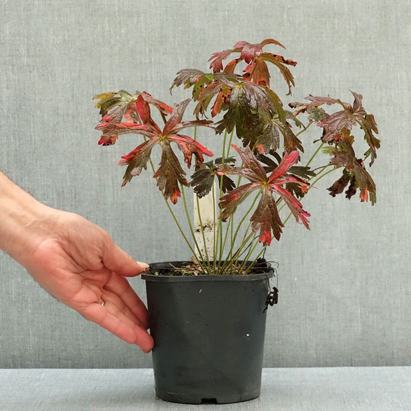 Esemplare di Geranium maculatum Espresso Vaso da 2L/3L come consegnato in autunno