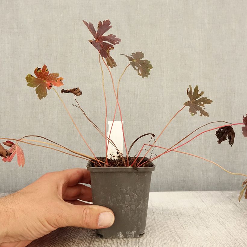Esemplare di Geranium maculatum Stormy Night Vasetto da 8/9 cm come consegnato in autunno