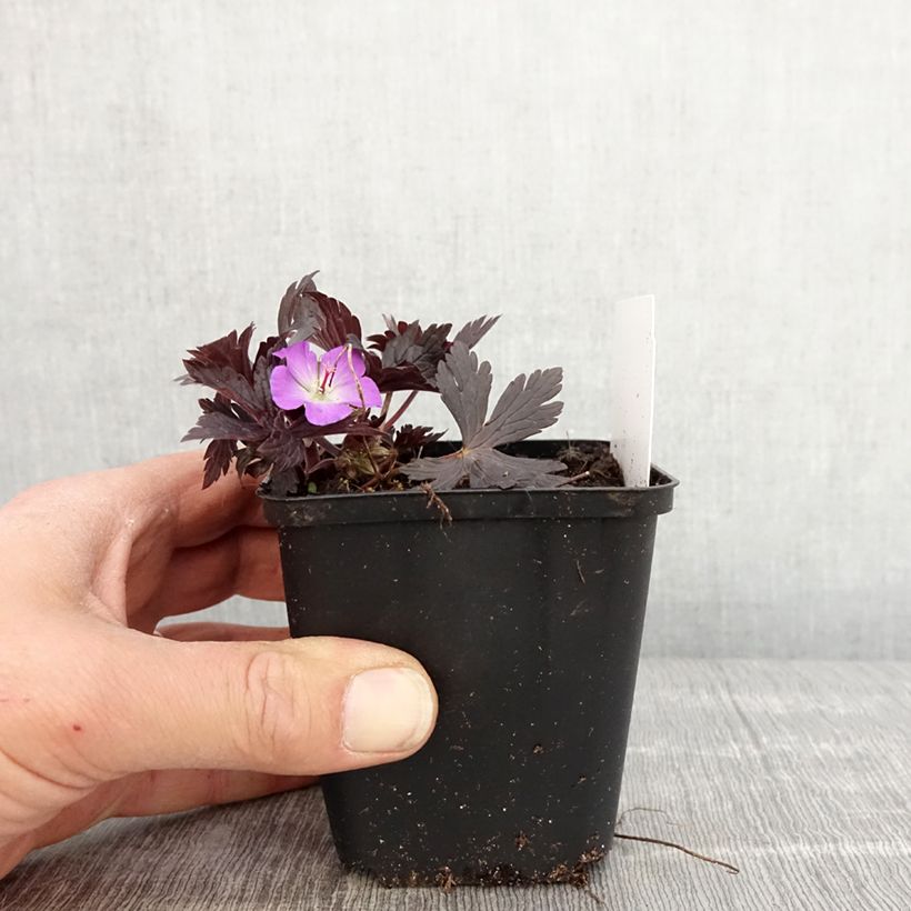 Geranium maculatum Stormy Night Vasetto da 8/9 cm esemplare consegnato in primavera