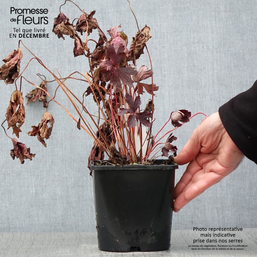 Esemplare di Geranium maculatum Stormy Night Vaso da 2L/3L come consegnato in autunno