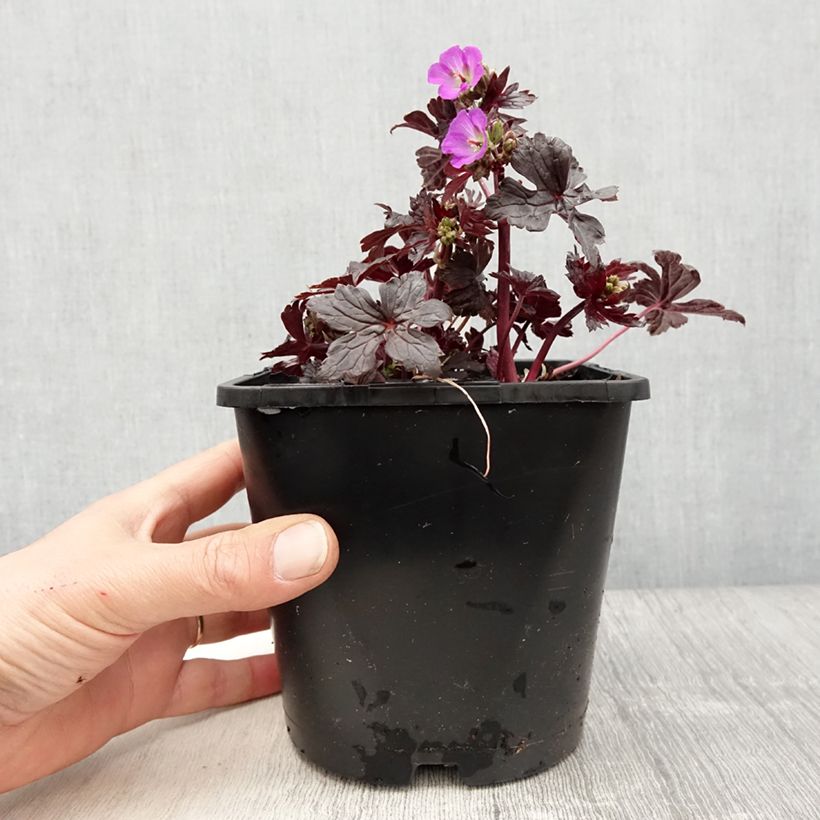 Geranium maculatum Stormy Night Vaso da 2L/3L esemplare consegnato in primavera