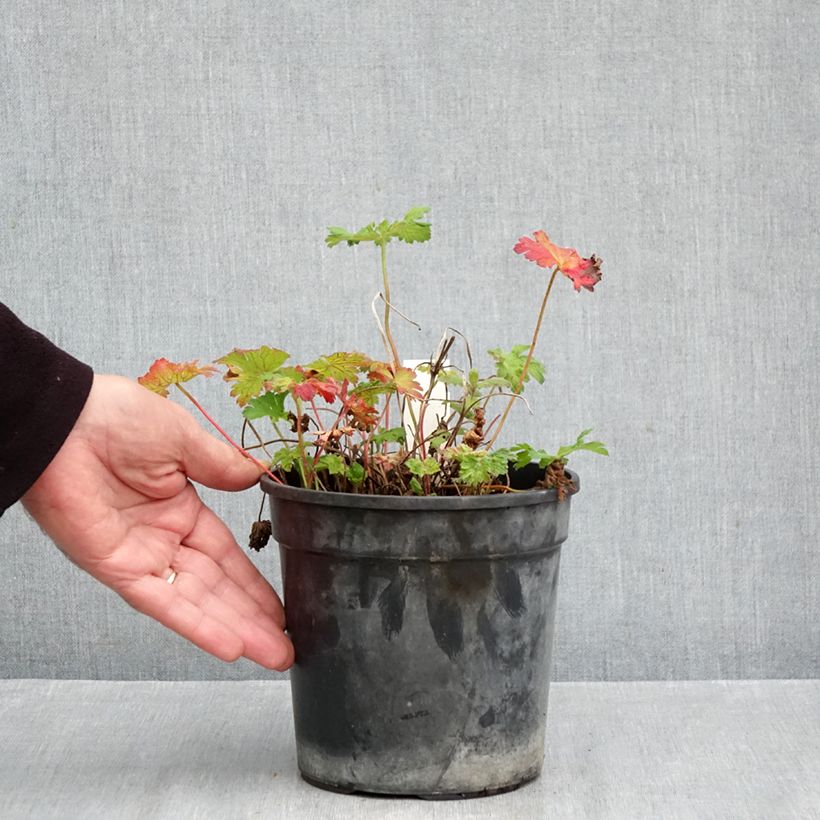 Esemplare di Geranium magnificum Blue Blood Vaso da 2L/3L come consegnato in autunno